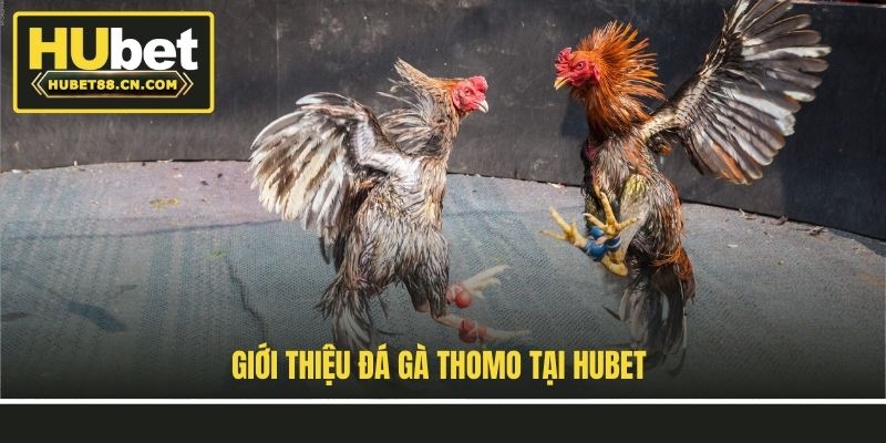 Giới thiệu đá gà Thomo tại Hubet